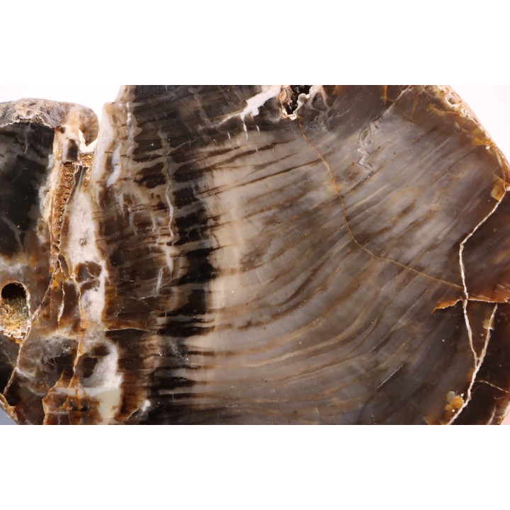 slice of wood - araucaria - Permian - Val de Villé - 67 - FRANCE
