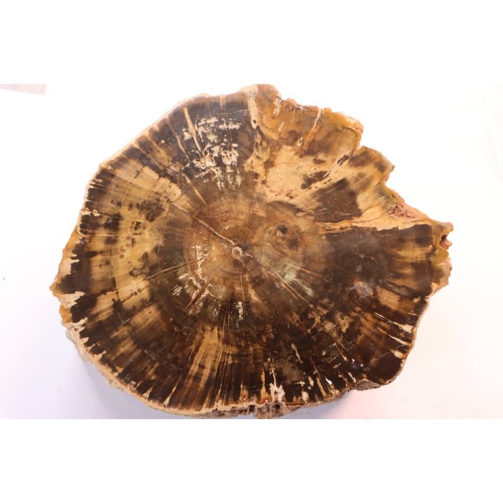 slice of wood - slice of wood  Woodworthia - Triassic - Gokwe, Zimbabwe