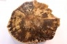 slice of wood - slice of wood Woodworthia - Triassic - Gokwe, Zimbabwe