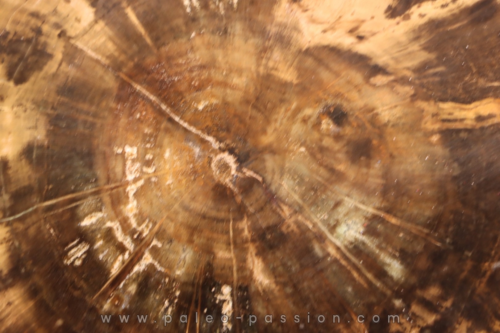 slice of wood - slice of wood Woodworthia - Triassic - Gokwe, Zimbabwe