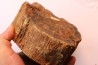 slice of wood - slice of wood Woodworthia - Triassic - Gokwe, Zimbabwe