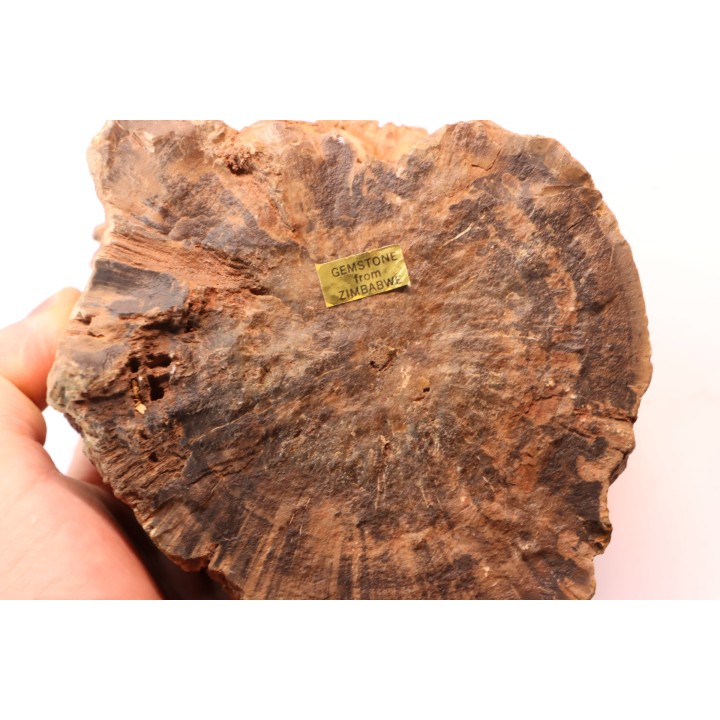 belle tranche de BOIS SILICIFIE  Woodworthia - Trias - Gokwe, Zimbabwe