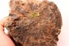 slice of wood - slice of wood Woodworthia - Triassic - Gokwe, Zimbabwe