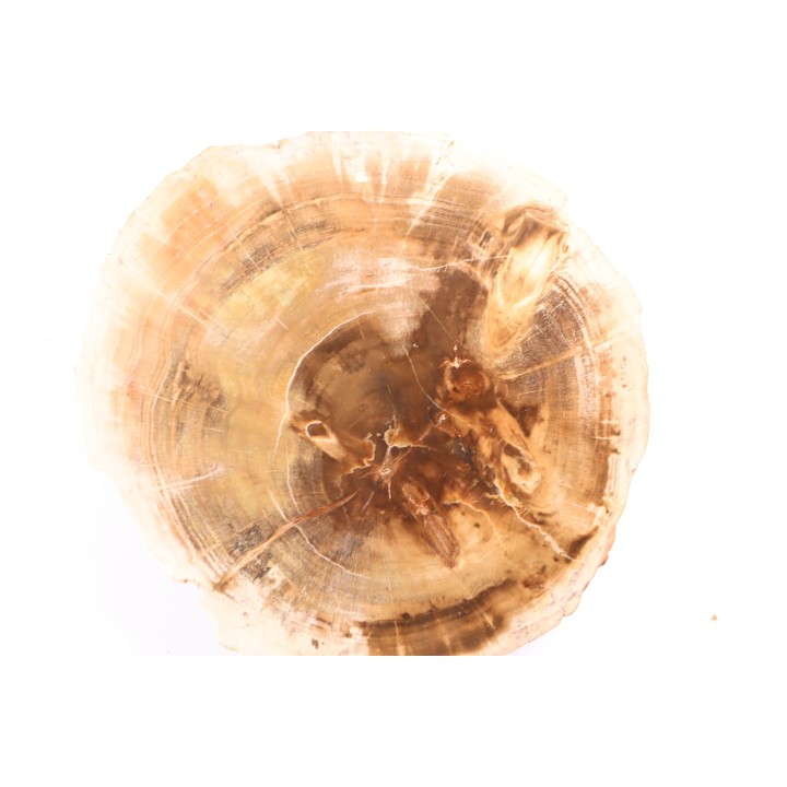 slice of wood - slice of wood  Woodworthia - Triassic - Gokwe, Zimbabwe