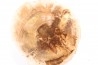 slice of wood - slice of wood Woodworthia - Triassic - Gokwe, Zimbabwe