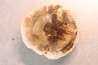 slice of wood - slice of wood Woodworthia - Triassic - Gokwe, Zimbabwe
