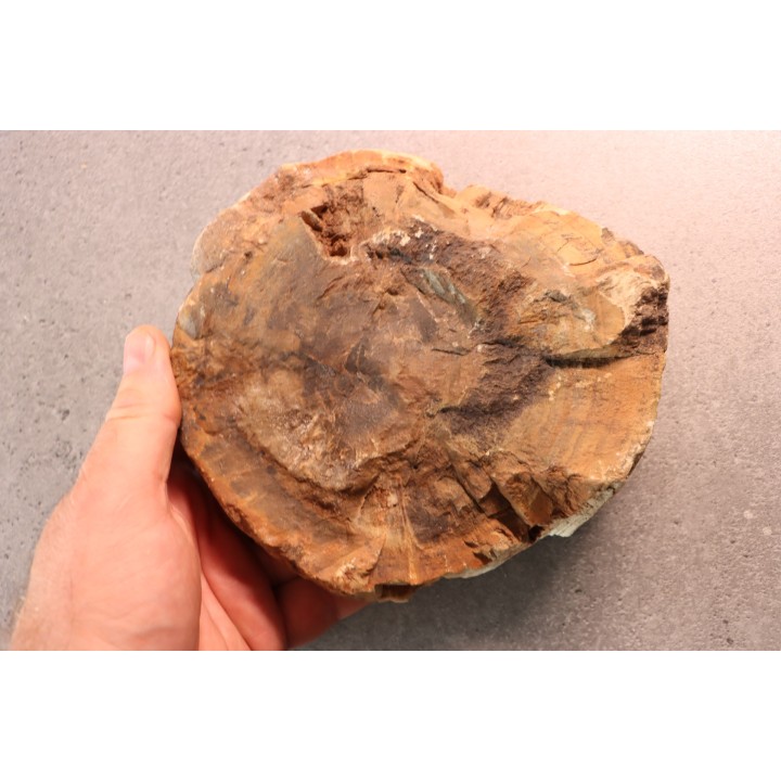 slice of wood - slice of wood  Woodworthia - Triassic - Gokwe, Zimbabwe