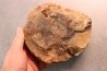slice of wood - slice of wood Woodworthia - Triassic - Gokwe, Zimbabwe