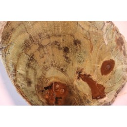 slice of wood - slice of wood  Woodworthia - Triassic - Gokwe, Zimbabwe