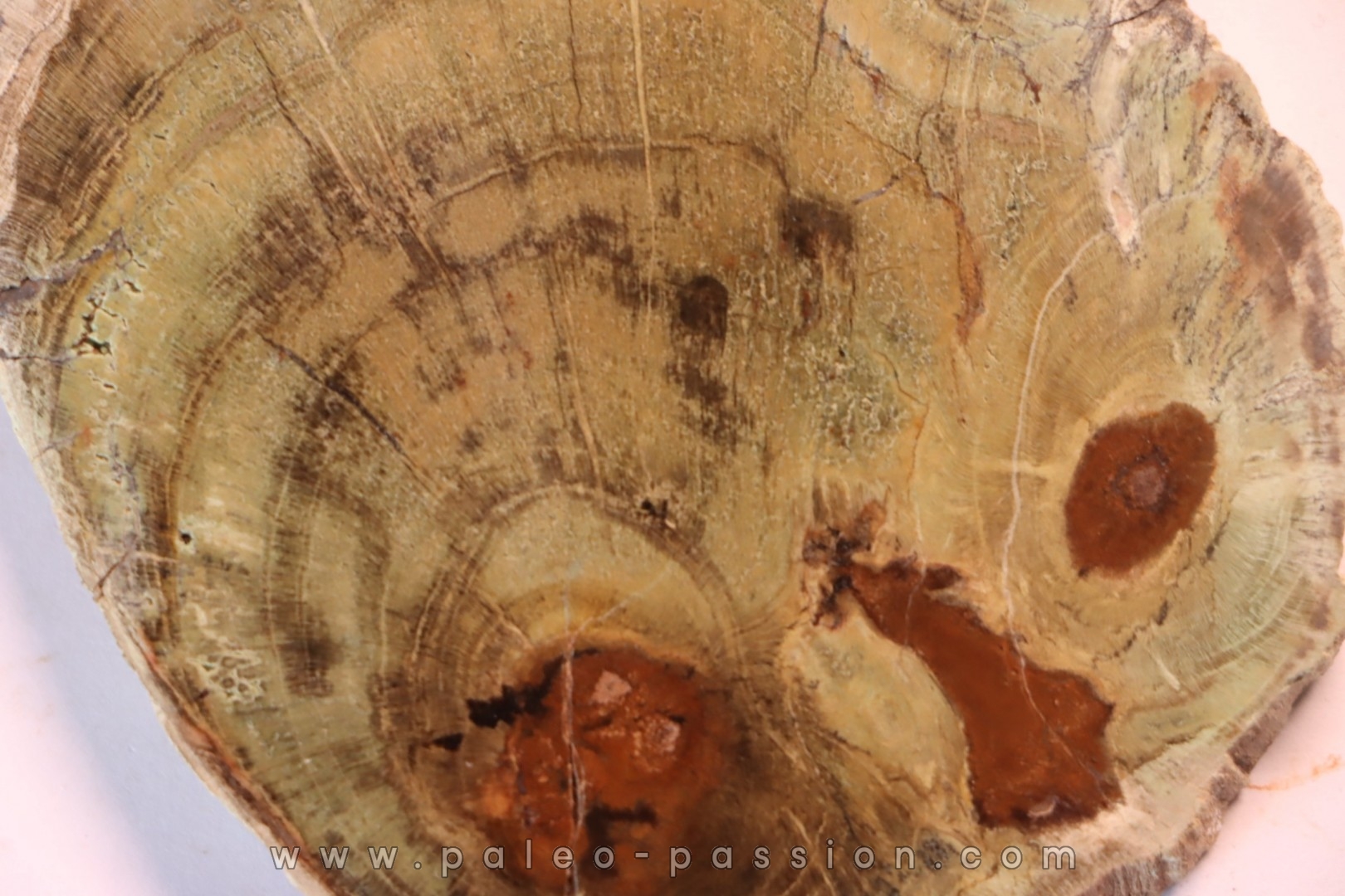 slice of wood - slice of wood Woodworthia - Triassic - Gokwe, Zimbabwe