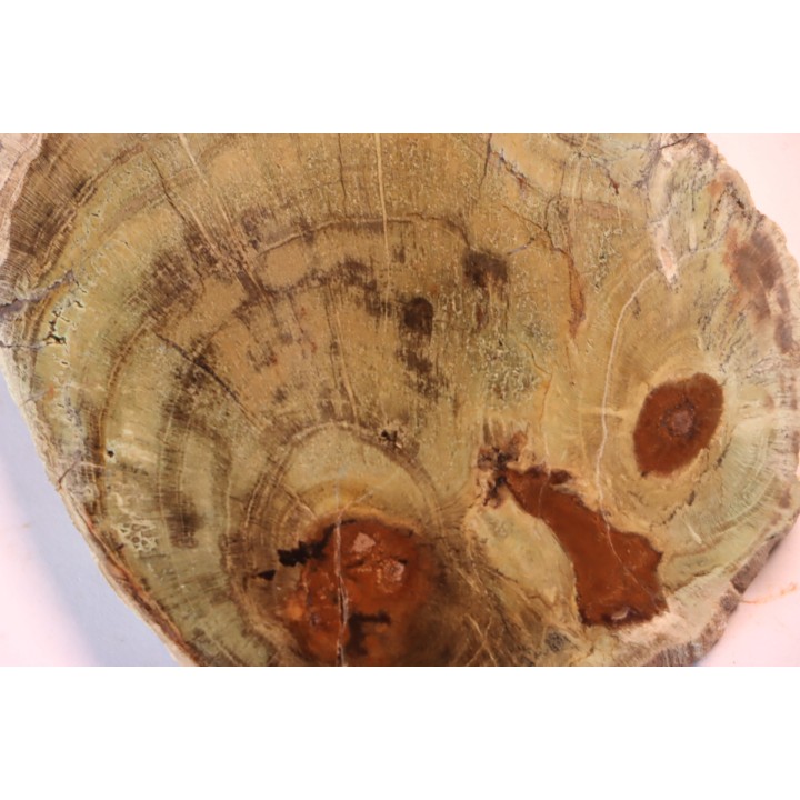 slice of wood - slice of wood  Woodworthia - Triassic - Gokwe, Zimbabwe