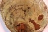 belle tranche de BOIS SILICIFIE  Woodworthia - Trias - Gokwe, Zimbabwe
