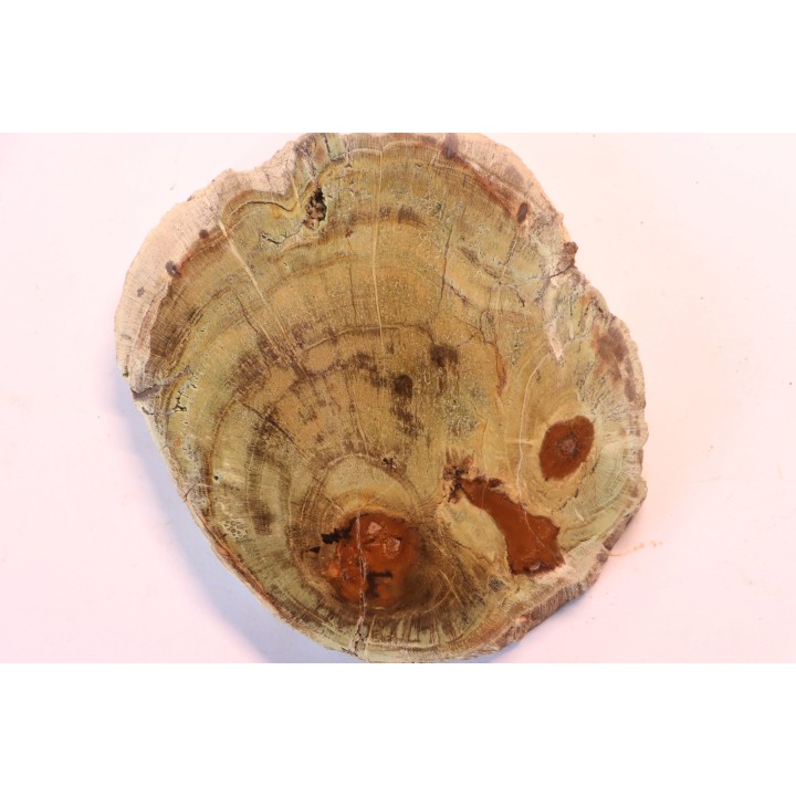 slice of wood - slice of wood  Woodworthia - Triassic - Gokwe, Zimbabwe
