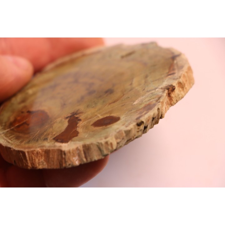 slice of wood - slice of wood  Woodworthia - Triassic - Gokwe, Zimbabwe