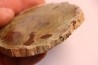 slice of wood - slice of wood Woodworthia - Triassic - Gokwe, Zimbabwe