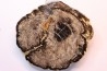 slice of wood - elm like - Tertiary - Crook county - Oregon, USA