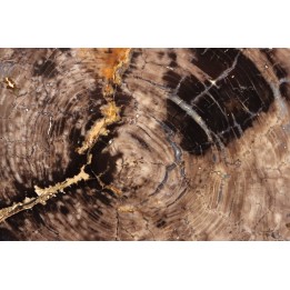 slice of wood - elm like - Tertiary - Crook county - Oregon, USA