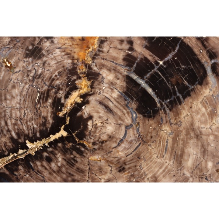 slice of wood - elm like - Tertiary - Crook county - Oregon, USA