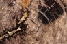 belle tranche de BOIS SILICIFIE - orme  - Tertiaire - Crook county - Oregon, USA