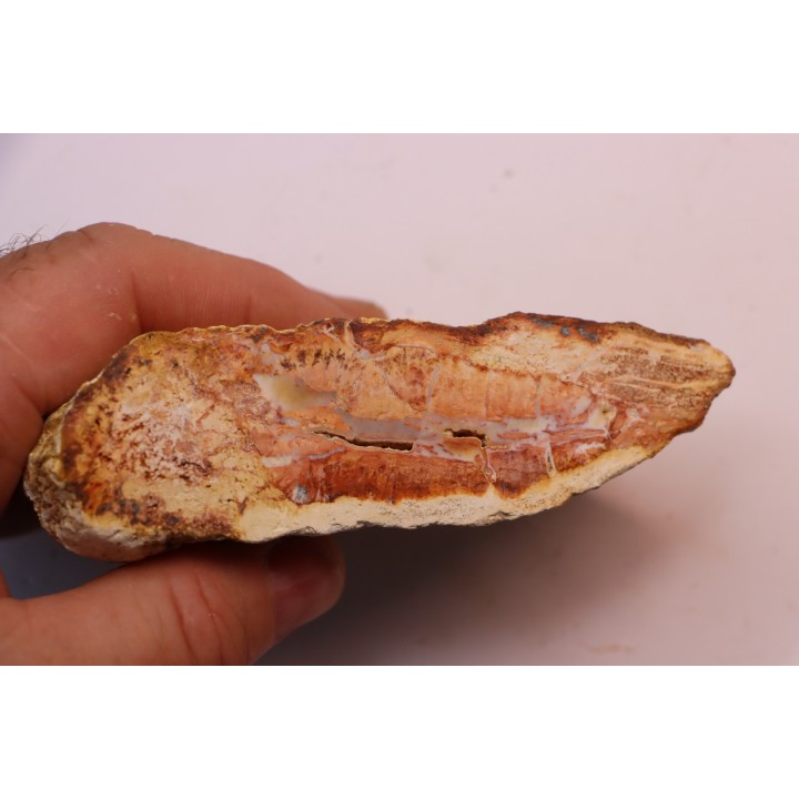 slice of pink wood - conifère - triassic - Madagascar