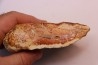 slice of pink wood - conifère - triassic - Madagascar
