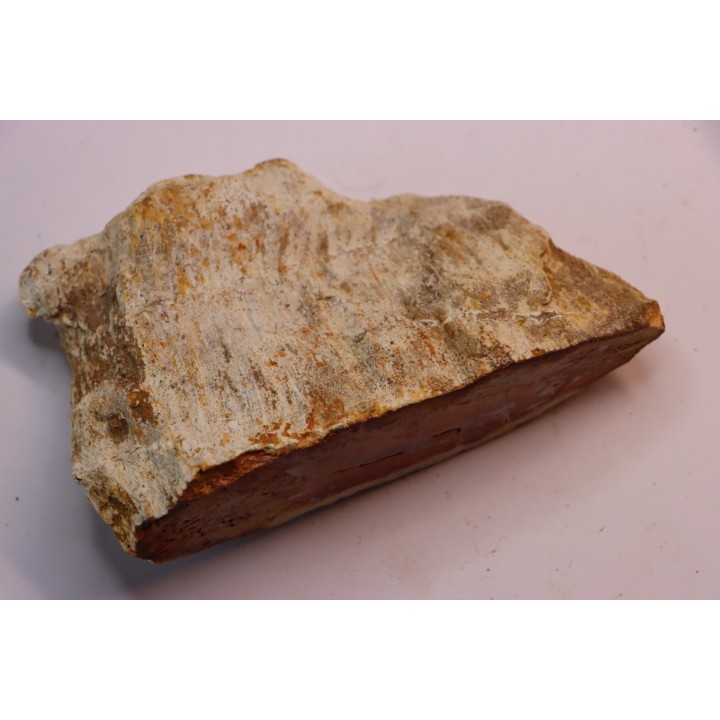 slice of pink wood - conifère - triassic - Madagascar