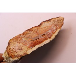 slice of pink wood - conifère - triassic - Madagascar