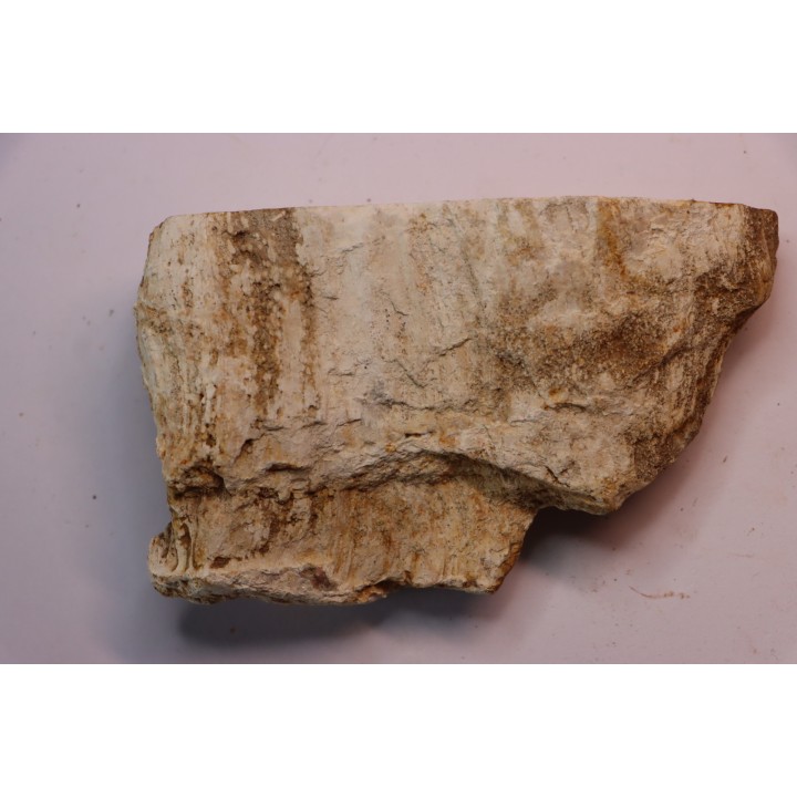 slice of pink wood - conifère - triassic - Madagascar