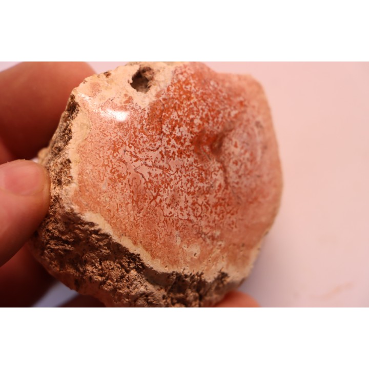 slice of pink wood - conifère - triassic - Madagascar