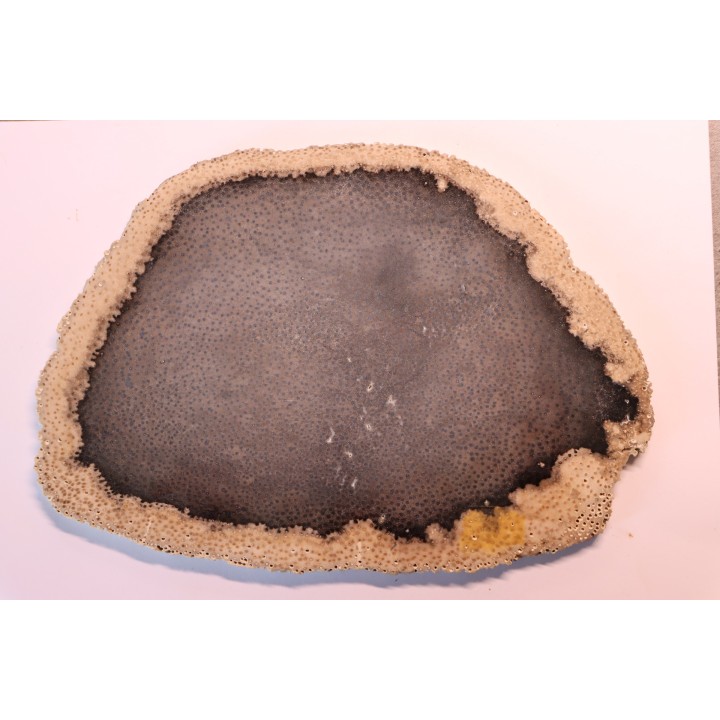 belle tranche de BOIS SILICIFIE  - palmoxylon - oligocene - Catahoula fmt - Louisiane, USA
