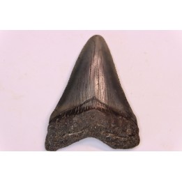dent de requin: CARCHARODON MEGALODON
