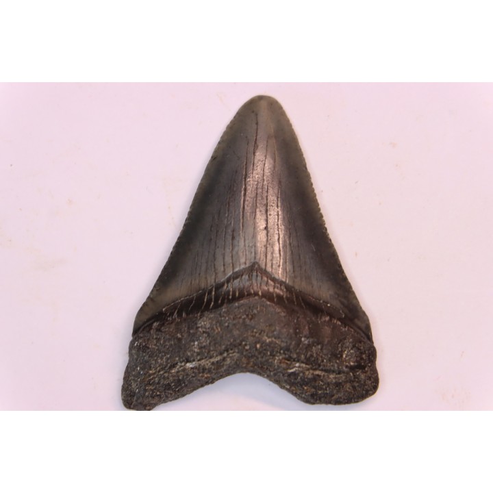 dent de requin: CARCHARODON MEGALODON