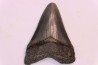 shark teeth: CARCHARODON MEGALODON
