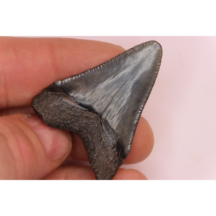 dent de requin: CARCHARODON MEGALODON