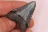 shark teeth: CARCHARODON MEGALODON
