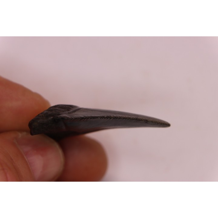 dent de requin: CARCHARODON MEGALODON