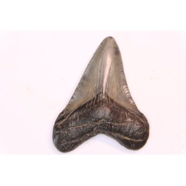 shark teeth: CARCHARODON MEGALODON