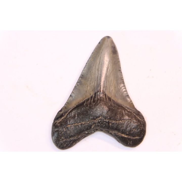 dent de requin: CARCHARODON MEGALODON