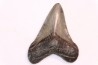shark teeth: CARCHARODON MEGALODON