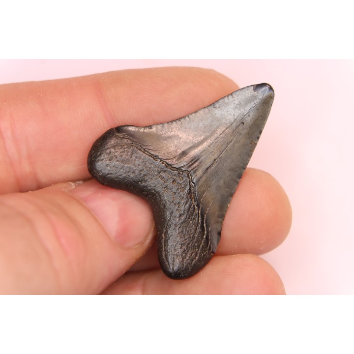 shark teeth: CARCHARODON MEGALODON