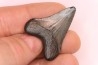 shark teeth: CARCHARODON MEGALODON