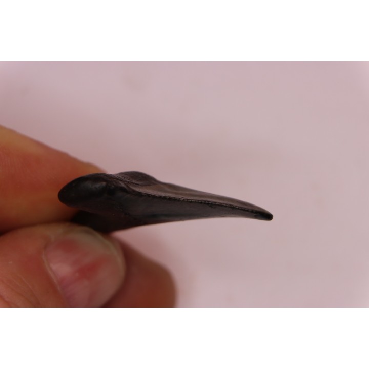 dent de requin: CARCHARODON MEGALODON