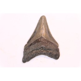 dent de requin: CARCHARODON MEGALODON