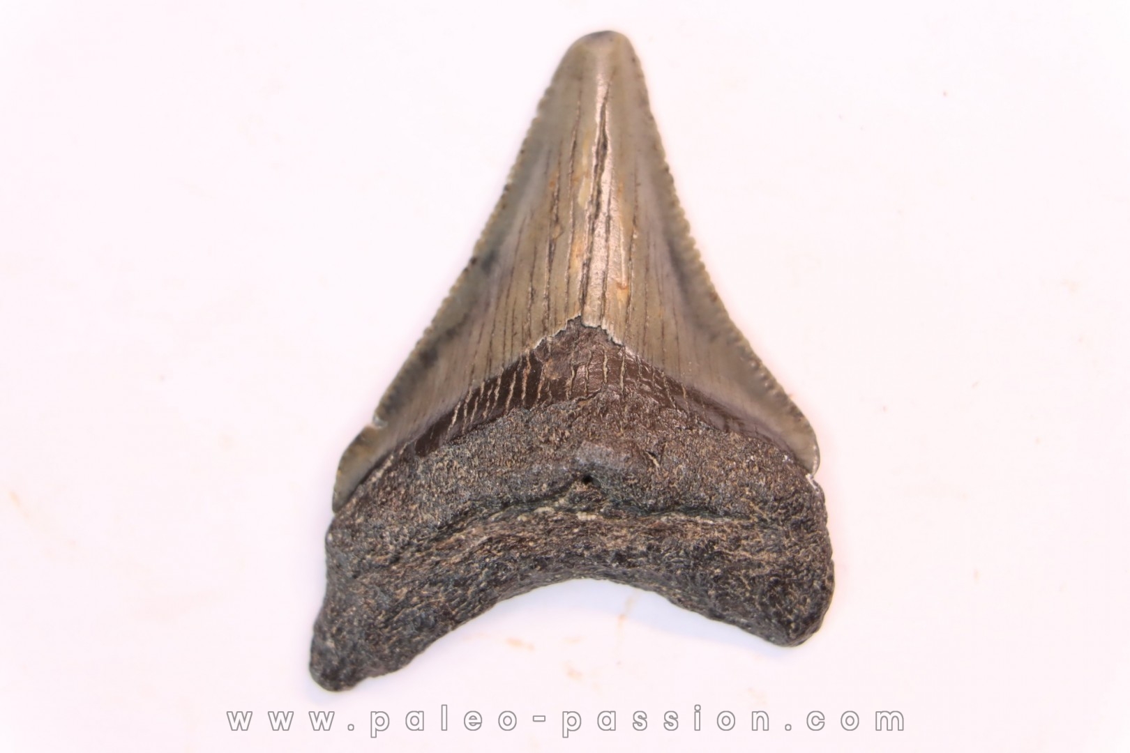 shark teeth: CARCHARODON MEGALODON