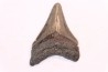 shark teeth: CARCHARODON MEGALODON