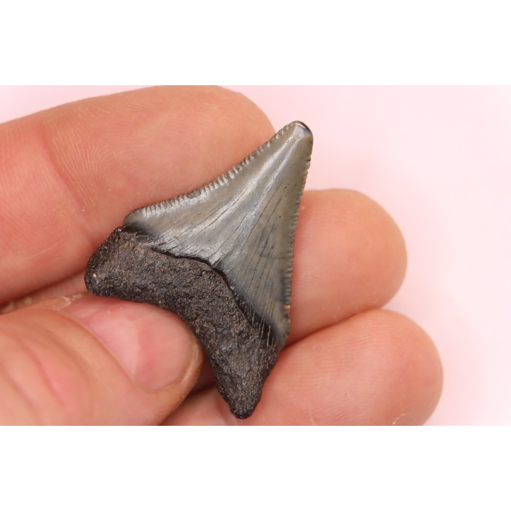 shark teeth: CARCHARODON MEGALODON