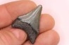 dent de requin: CARCHARODON MEGALODON