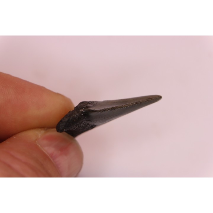 dent de requin: CARCHARODON MEGALODON