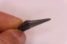 shark teeth: CARCHARODON MEGALODON