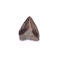 dent de requin: CARCHARODON MEGALODON